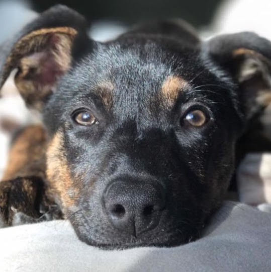 Lucky 7 Dog Rescue - Dog Rescue - LUCKY 7 DOG RESCUE CORPORATION | LinkedIn