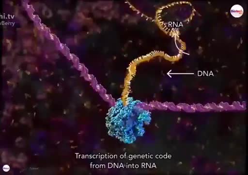 Mohamed El-Shazly on LinkedIn: A very good animation showing DNA to RNA at  real-time speed. Gene… | 110 comments