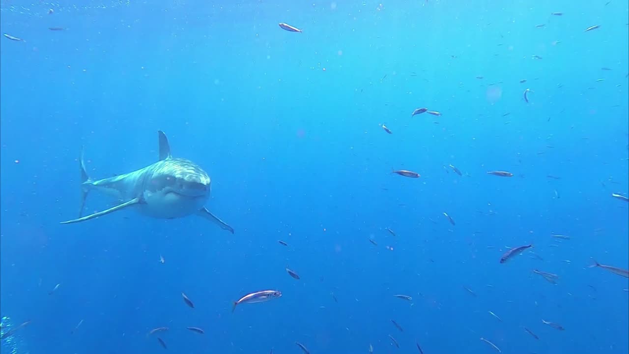 George Probst on LinkedIn: #sharks #oceanconservation #oceanlife