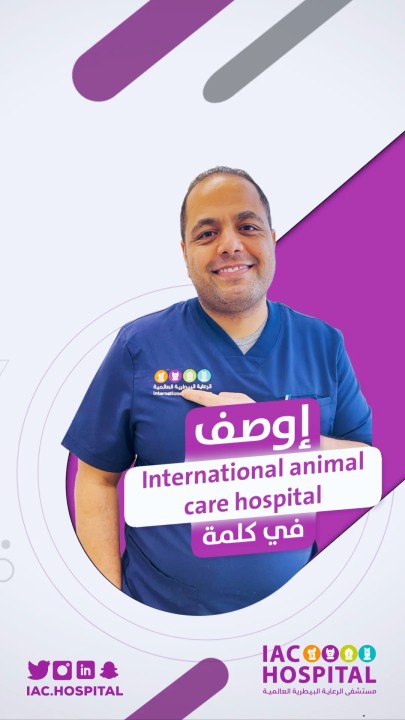 International Animal Care | LinkedIn