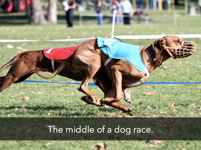 dog-race