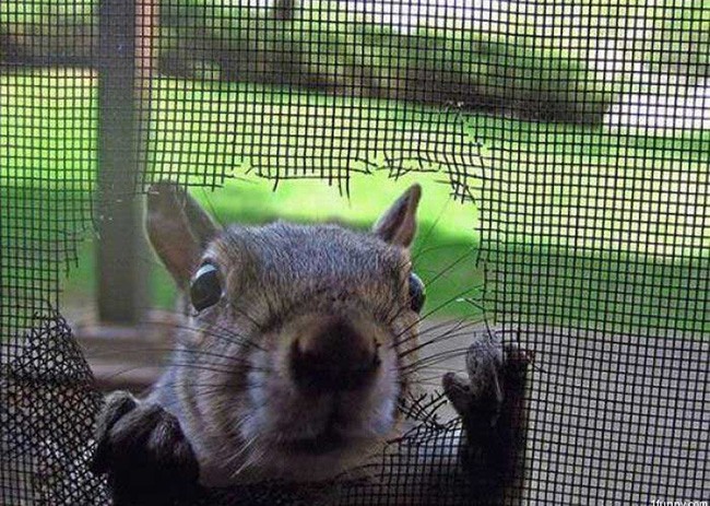 screen-door-squirrel