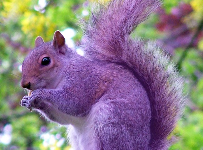 the-real-purple-squirrel