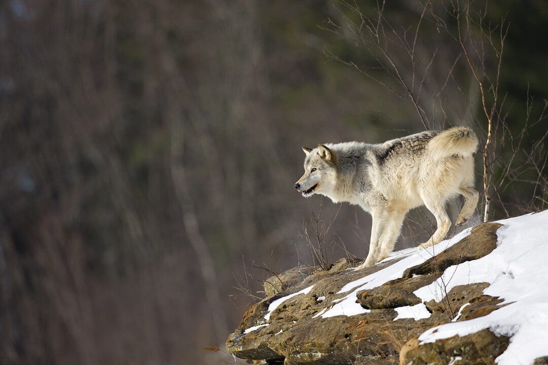 Being a Lone Wolf is Motivating and Adventurous
