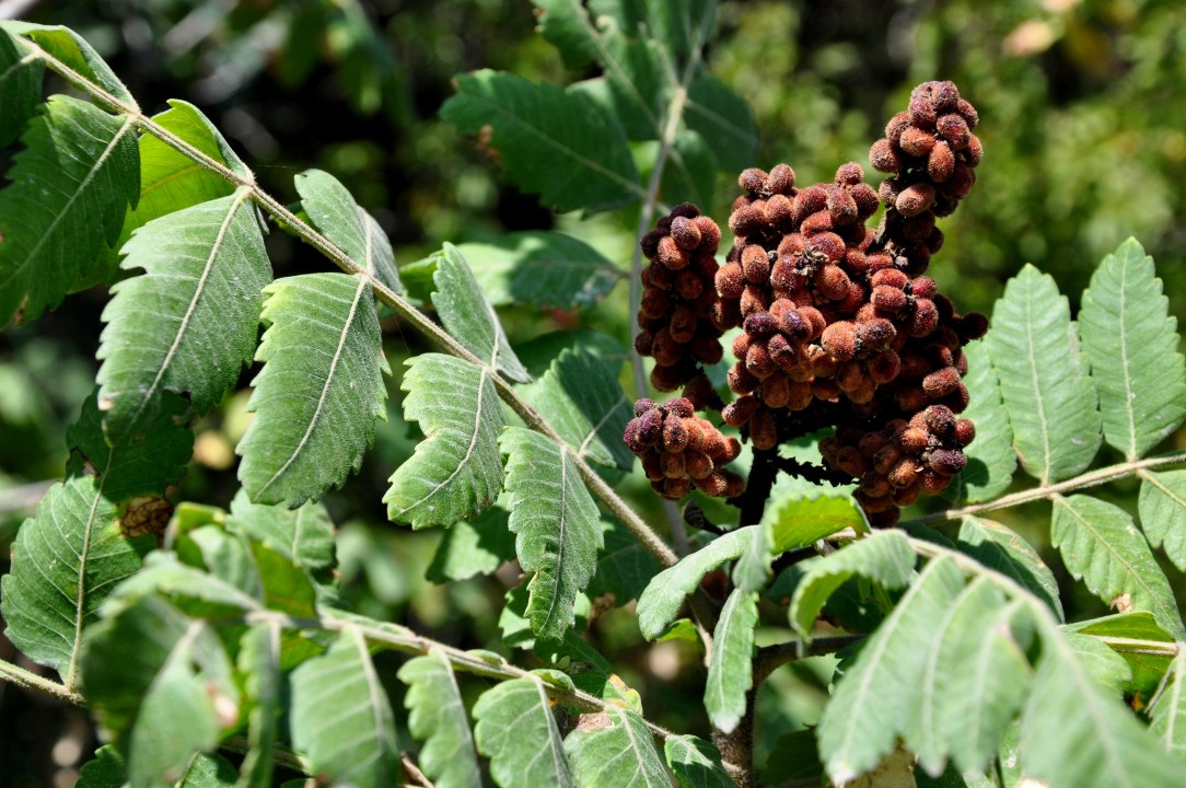 Physiochemical properties and medicinal, nutritional and industrial applications of Lebanese Sumac (Syrian Sumac - Rhus coriaria): A review