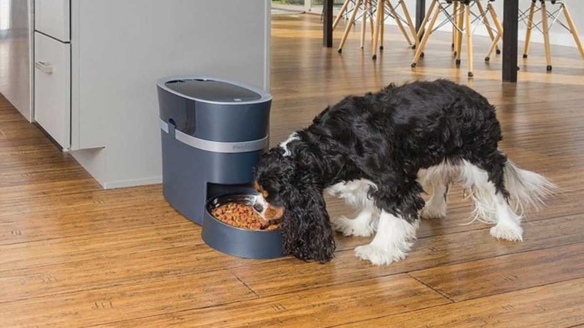 Everything about the Automatic Pet Feeders You Need To Know