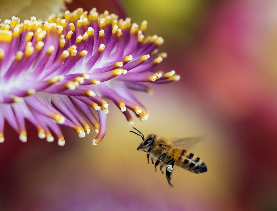 The Flight of the Honeybee