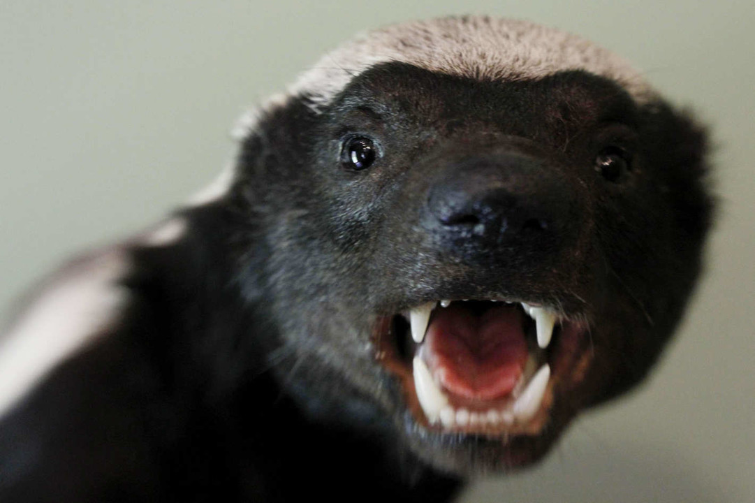 Life Lessons from a Honey Badger