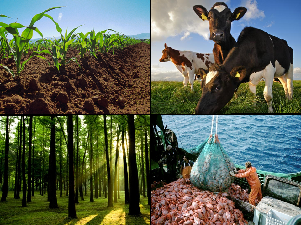 AGRICULTURA, GANADERIA, SILVICULTURA Y PESCA
Medio Ambiente y Sociedad (Parte 1/2)