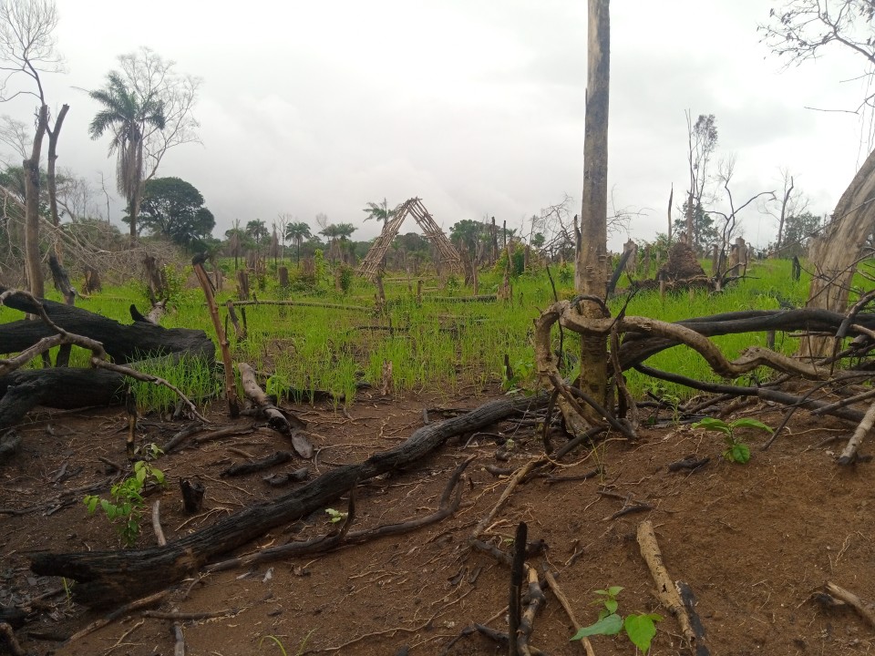 DEFORESTATION A KEY DRIVER OF CLIMATE CHANGE IN SIERRA LEONE
