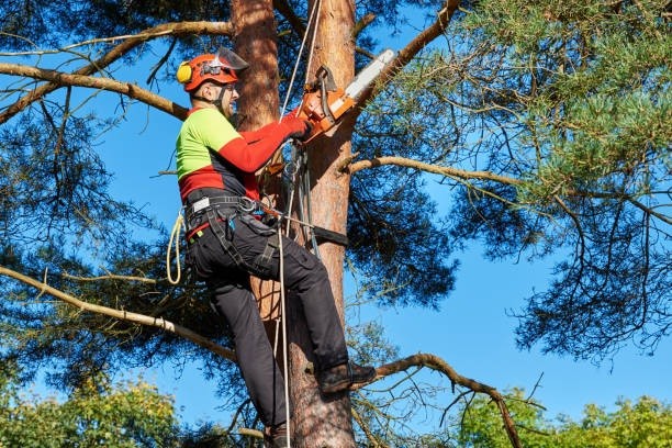 
Different Tree Care Services
