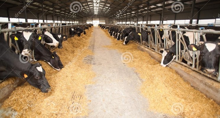 Livestock Insurance - dairy farms in EU countries and other parts of the  world.