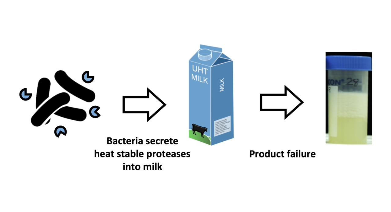 UHT dairy manufacturers want to end the waste and worry of shelf-life failures.