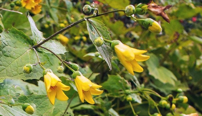 Yellow Wax Bells (Kirengeshoma palmata):Top 10 Sustainable Plants