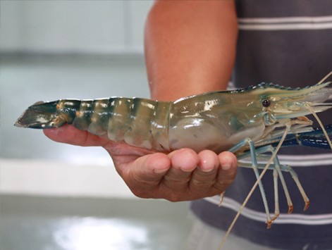 Freshwater prawn, a sustainable alternative to tiger shrimp?