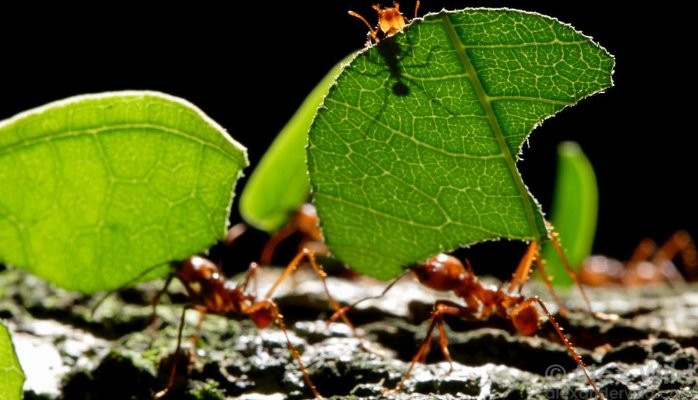 Business Survival - Competing in an Ant-Heap