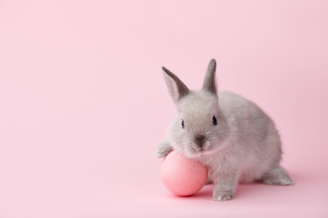 Rabbits Rejoice – End of Animal Testing in China … kind of