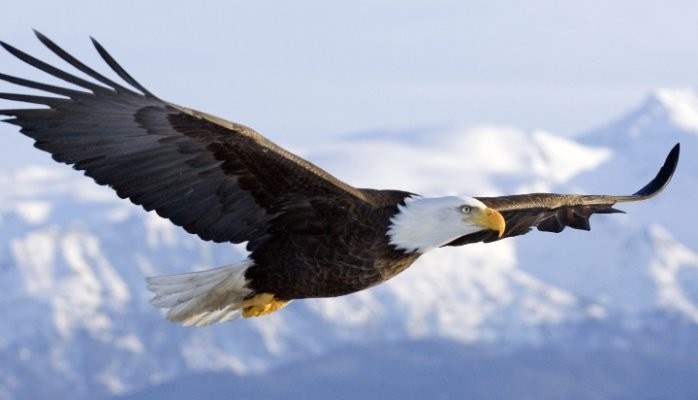 Leadership & 7 Highly Effective Habits of Eagles