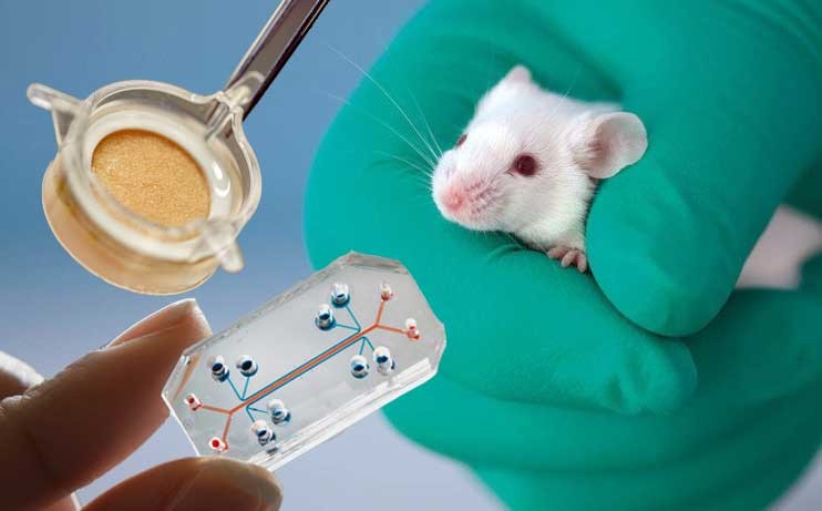 Animals in Research : Why is it important to develop alternatives to animal  testing?