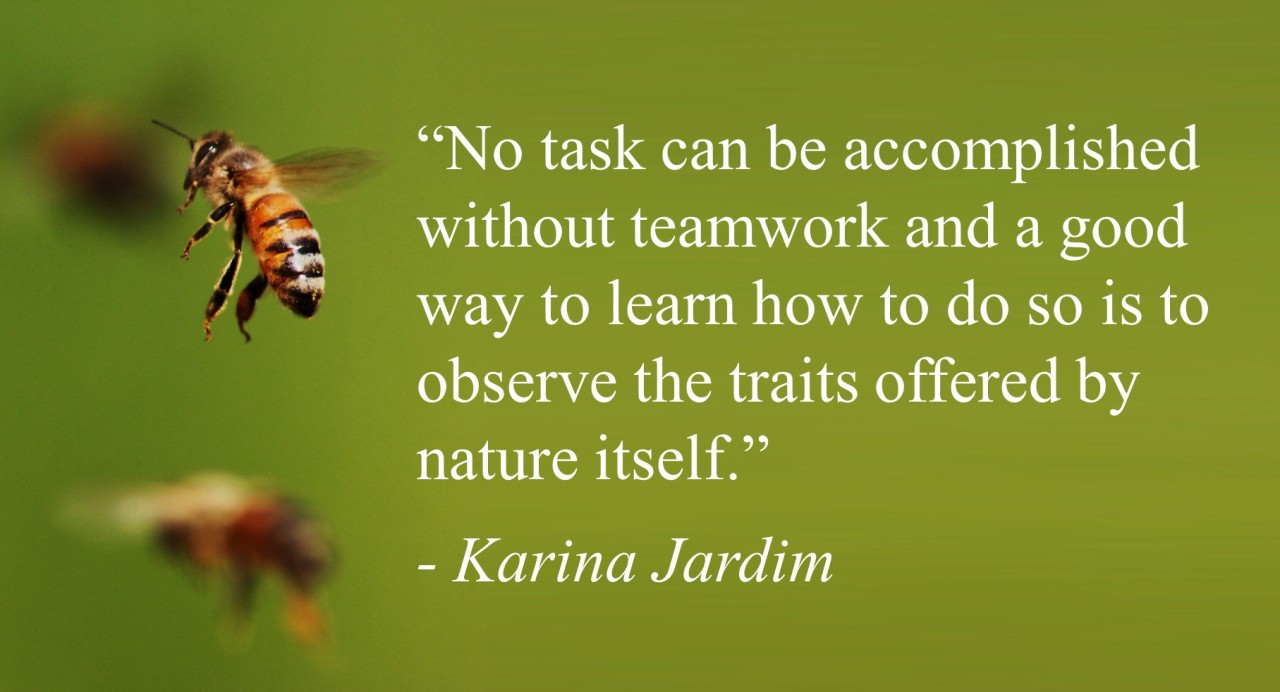 Lessons in teamwork from the animal kingdom