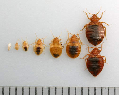 What are the early signs of bed bugs