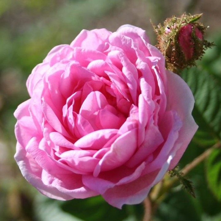Rosa  Centifolia and Health.