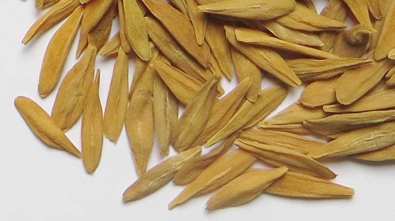 strophanthus gratus seeds available now 