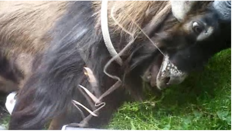 Why tasered goats need a voice