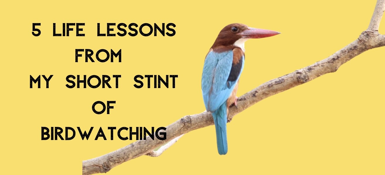 5 life lessons from my short stint of birdwatching