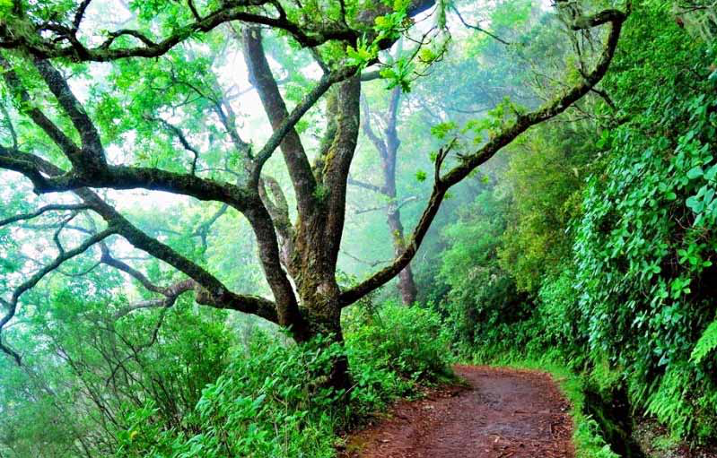 MADEIRA’S ANCIENT LAURISILVA FOREST