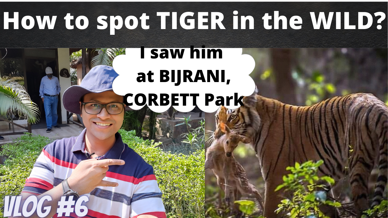 10 STEPS GUIDE TO SPOTTING A TIGER