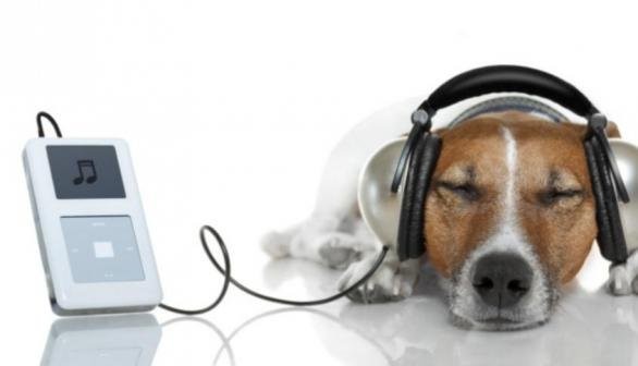 The Effect of music on animals