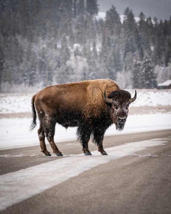 Into the Storm - What Business Leaders Can Learn from the American Buffalo  (the Bison)