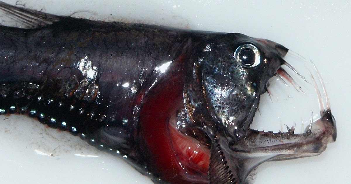 Pacific Viperfish one of the most fiercest predators in the world.