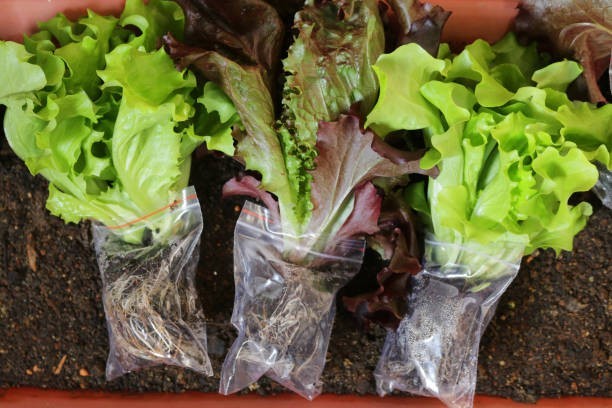 Learn How to Grow Hydroponic Lettuce