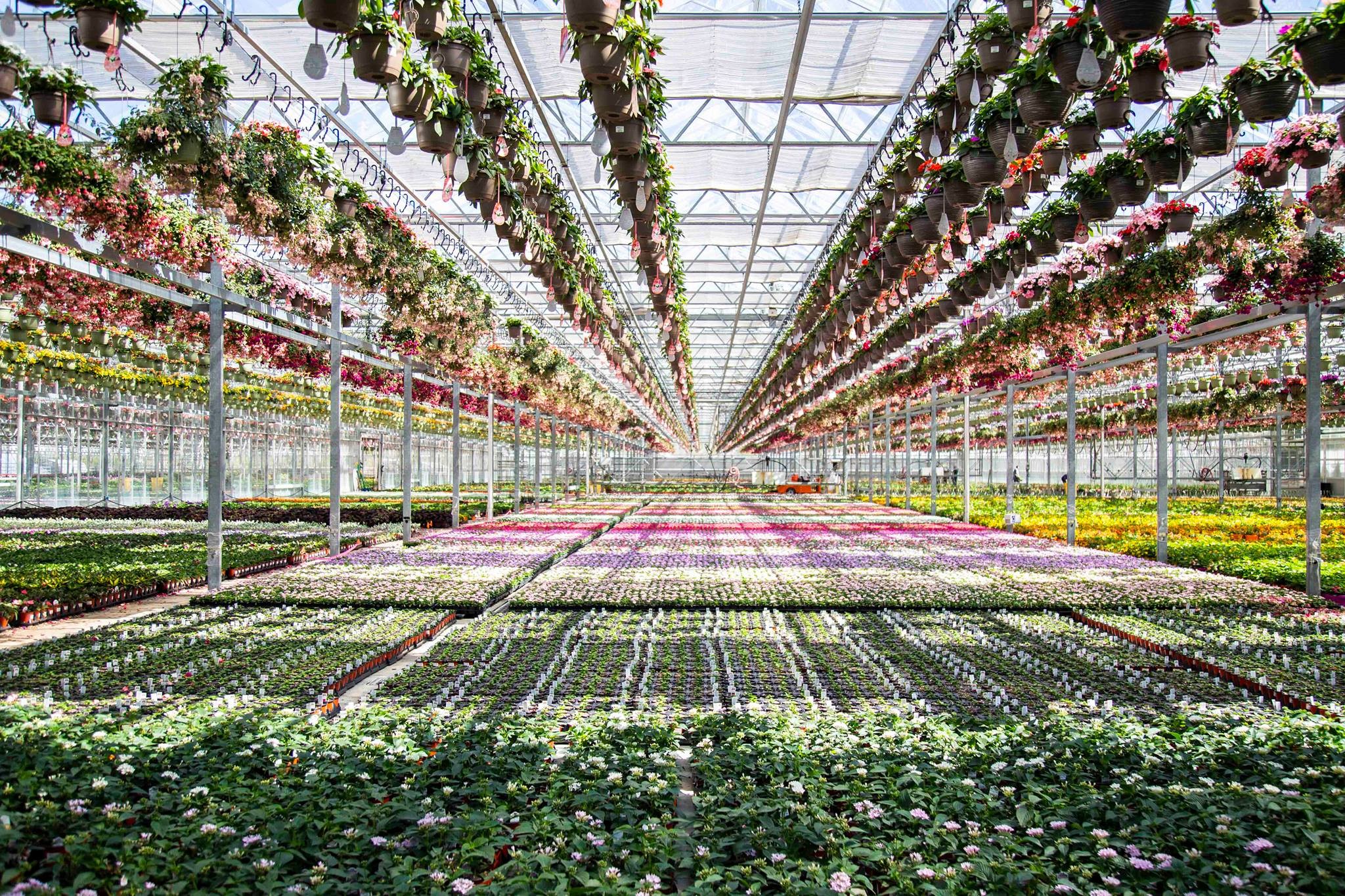 Petitti Garden Centers Linkedin