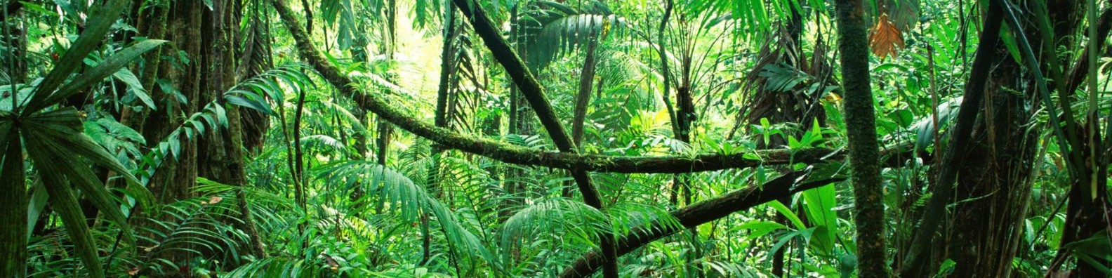 Джунгли внутри тебя. Лианы в джунглях. Тропические лианы. Экваториальный лес. Опасные джунгли.