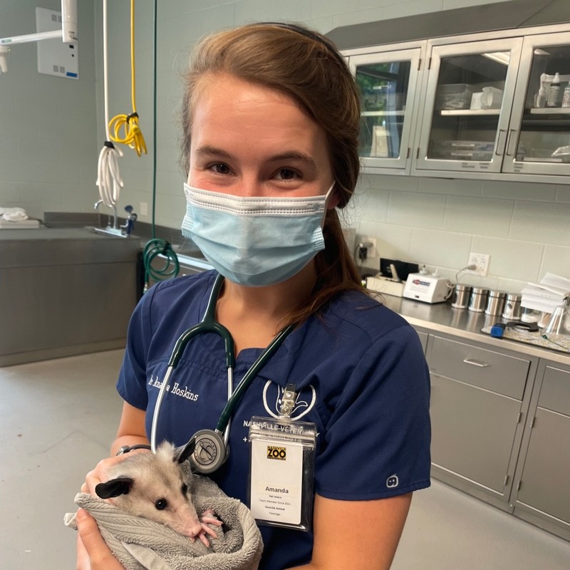 Amanda Hoskins - Small Animal Rotating Intern - Nashville Veterinary  Specialists + Animal Emergency | LinkedIn