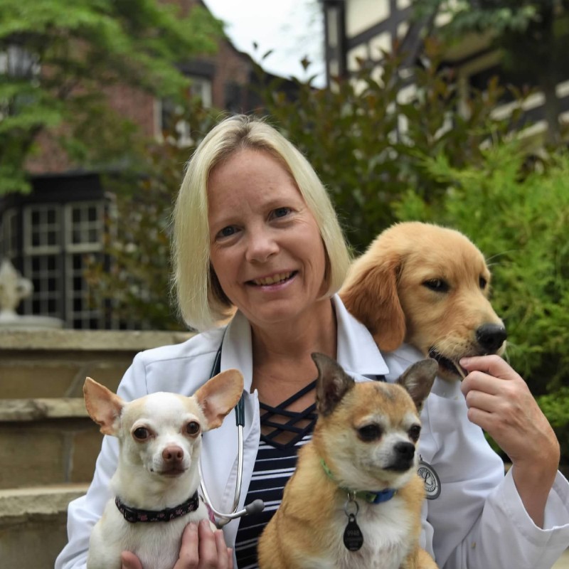 Shannon L McCollough, DVM - Associate Veterinarian - Buffalo Mountain Animal  Hospital | LinkedIn
