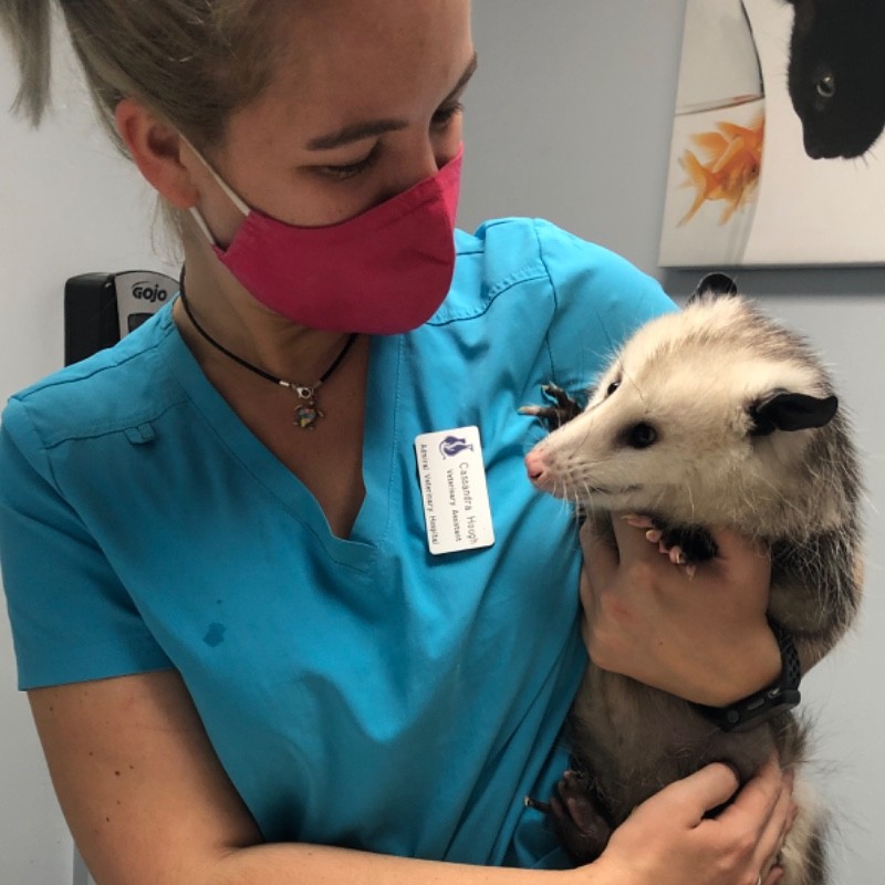 Cassandra Hough - Vet Assistant - West Hills Animal Hospital | LinkedIn