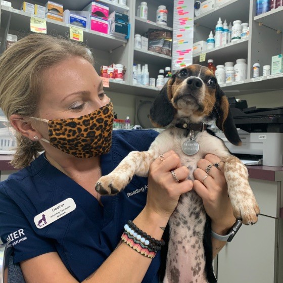 Heather Oshea - Veterinary Technician - Reading Animal Clinic | LinkedIn
