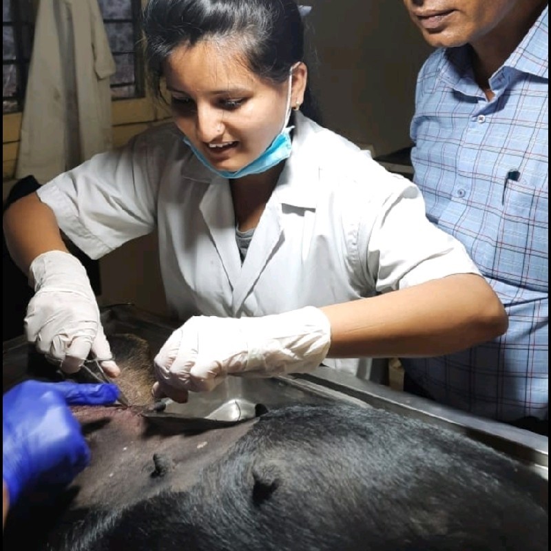 Dr. Savi Thakre - Veterinarian - New hope Animal hospital navi Mumbai |  LinkedIn