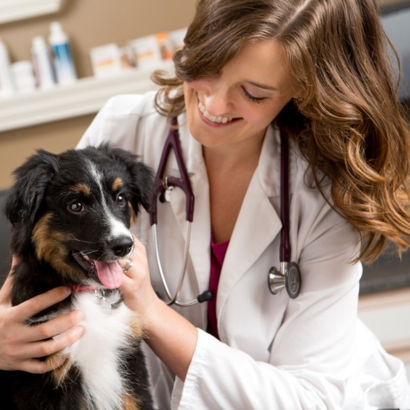 Lindsay Franz-Waltsak - Associate Veterinarian - Oxford Animal Hospital |  LinkedIn