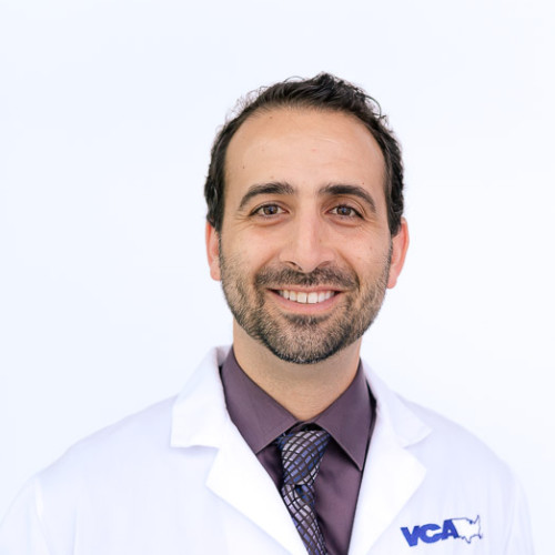 Zachary Wright - Medical Director at Animal Diagnostic Clinic - VCA Animal  Hospitals | LinkedIn