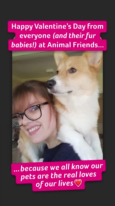 Animal Friends | LinkedIn