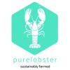 Pure Lobster