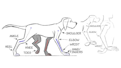 Dog run - 2D Animation: Animal Walk Cycles Video Tutorial | LinkedIn  Learning, formerly 