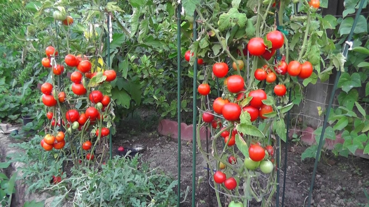  Tomatoes !!!