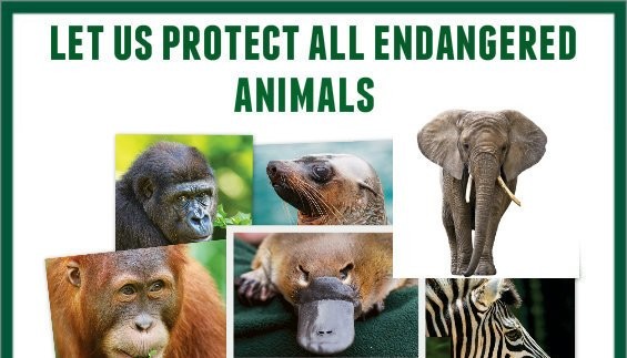 Let Us Protect All Endangered Animals