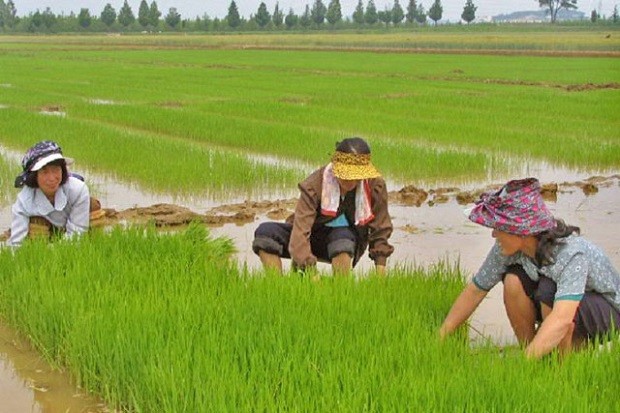 Growing Insights of South Korea Agriculture Market Outlook: Ken Research